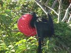 334 Frigate Bird Full Display.JPG (87 KB)